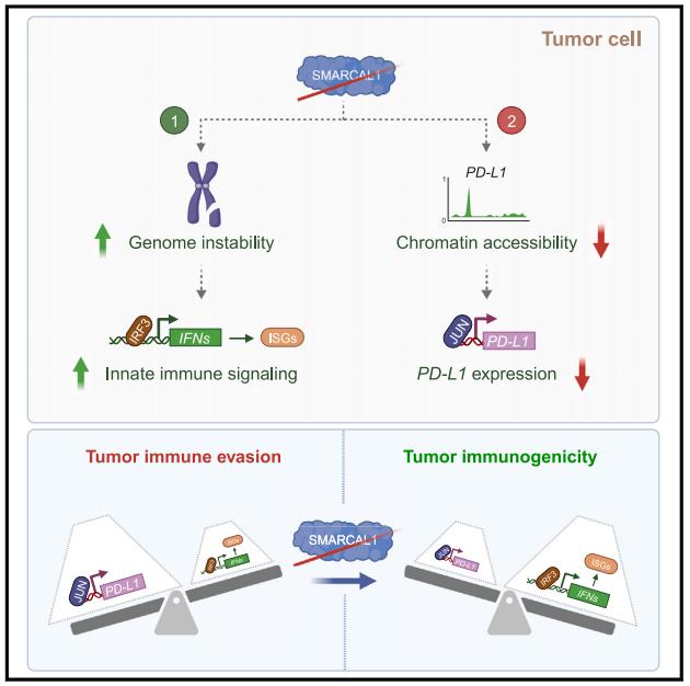 Figure 1. The DNA translocase SMARCAL1 favors tumor immune evasion by two distinct mechanisms.